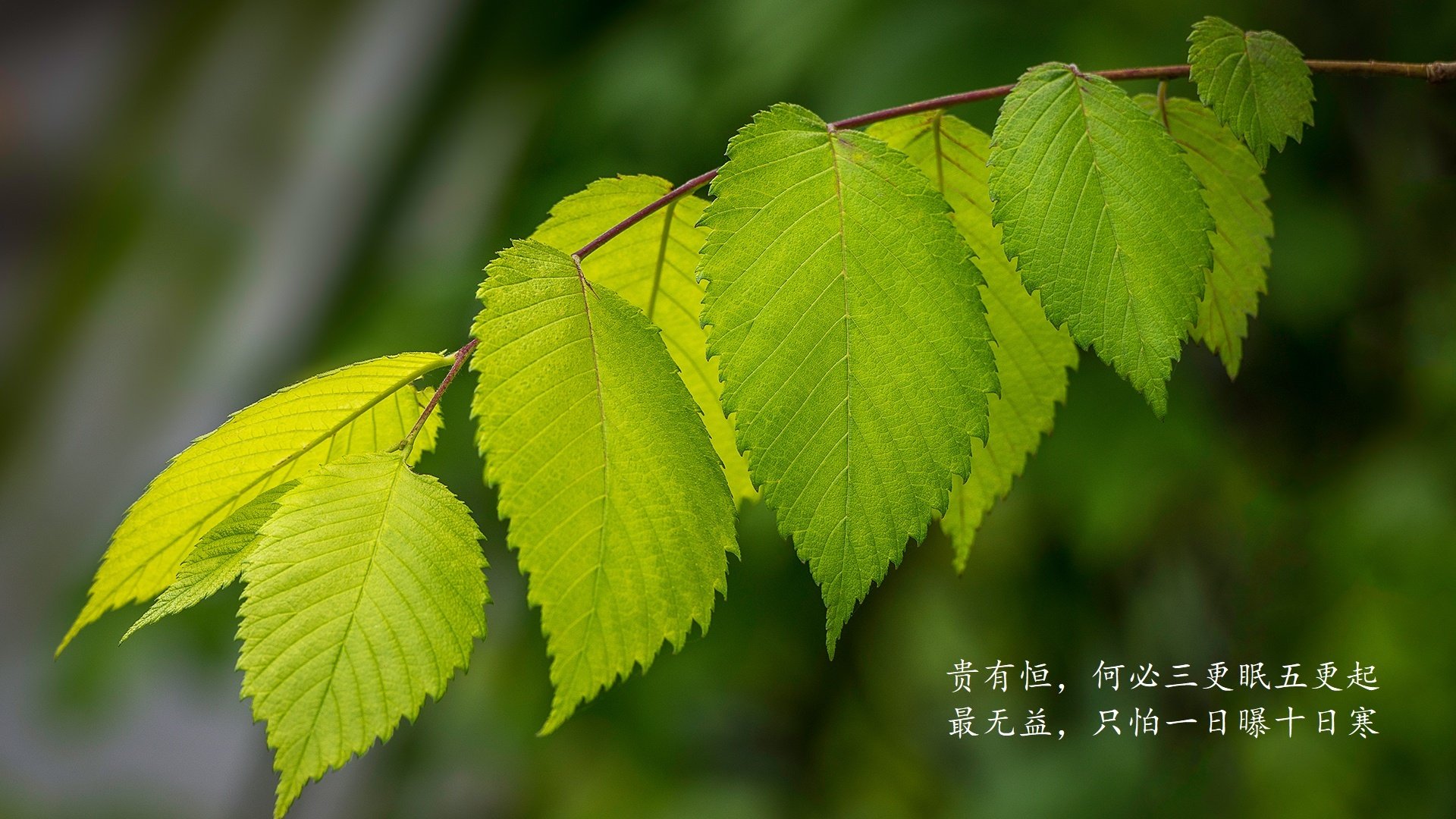 爱游戏官方网站-_森林狼势头正劲，争取季后赛门票_，森林狼最新进展