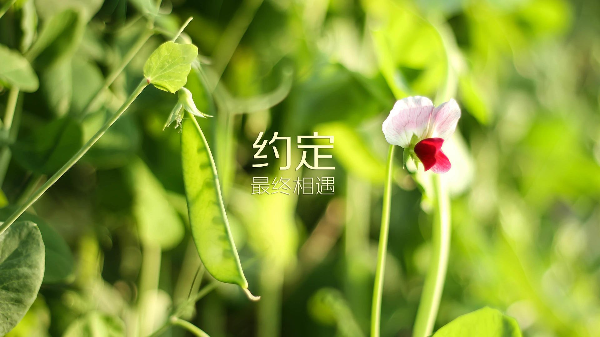 国米主场遭遇失利，球迷愤怒抗议主教练，国米球队